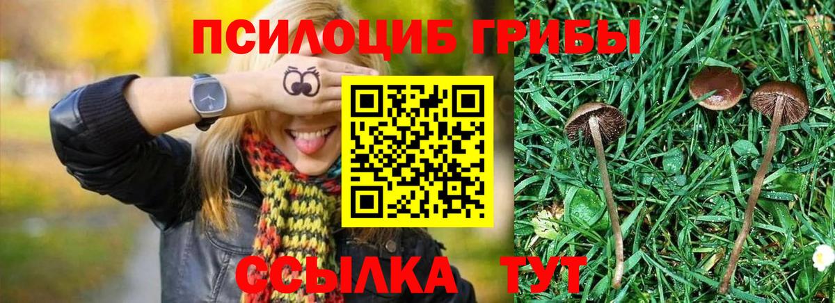 закладки  Псилоцибиновые грибы прущие грибы  Галлюциногенные грибы MAGIC MUSHROOMS  Вход с VPN  Курган 